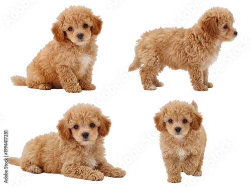Cute light brown curly-haired poodle-mix puppies in varied charming poses, isolated on transparency.