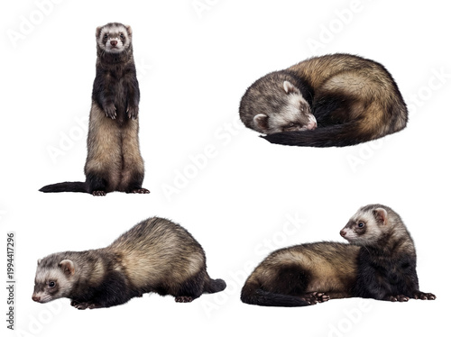 Tableau sur toile High-quality studio photograph of versatile domestic ferrets in charming poses