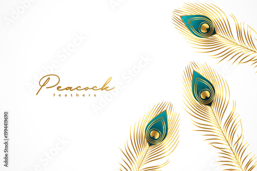 beautiful golden peacock feather on white background