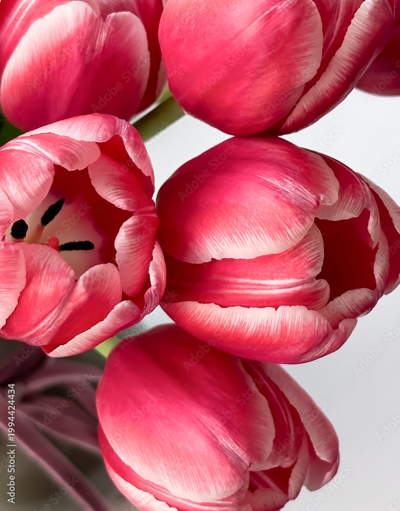 Fototapeta premium Minimalist spring floral background with vibrant pink tulips