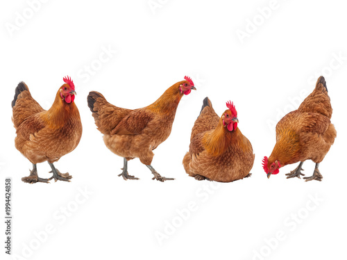 Fotografía Four brown hens in various natural farm poses, perfect for agricultural and food-related designs on transparent