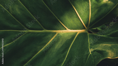 Tropical Green Leaf Texture with Sunlight and Natural ShadowClose Up of Lush Green Leaf Veins in Soft Morning LightAbstract Nature Background with Vibrant Tropical Foliage