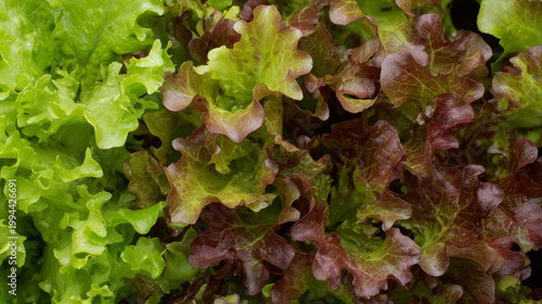 Organic green and red oak lettuce vegetable plant