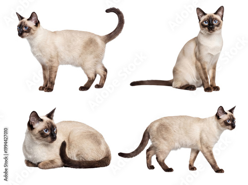Foto Various expressive poses of an elegant Siamese cat, featuring its stunning blue eyes and sleek point fur