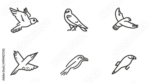 Avian Variety: A selection of avian sketches in various poses, showcasing graceful wings and distinctive body forms.