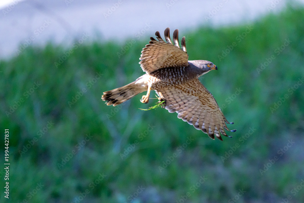 Fototapeta premium サシバが獲物を捕まえて舞い上がった瞬間