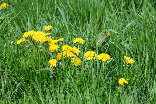 pissenlit prairie