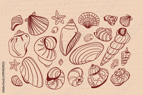 A large vintage set of handdrawn, linear, contour shells, dark burgundy on yellowish, textured parchment.