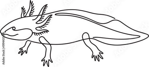 Minimalist continuous line drawing of axolotl with external gills - Adobe Illustrator Artwork 
