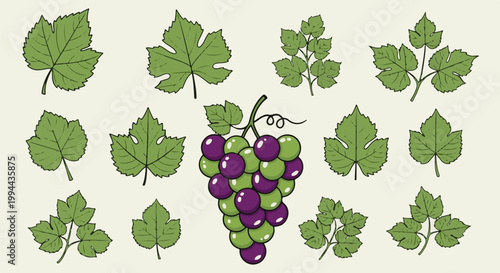 Green and purple grapes cluster with various green vine leaves scattered