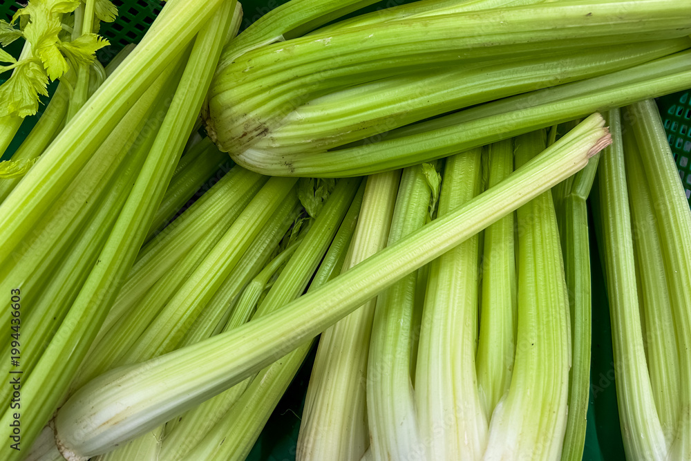 Fototapeta premium Fresh green celery bunches in a market basket ready for sale