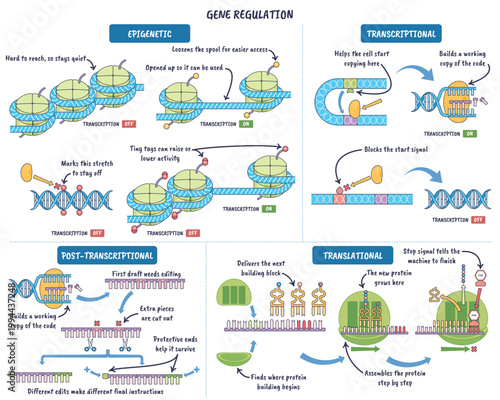 Gene regulation pathway visualizes epigenetic, transcriptional, and translational control with DNA, nucleosomes, and ribosome, highlighting on-off switches and mRNA edits shaping protein output.