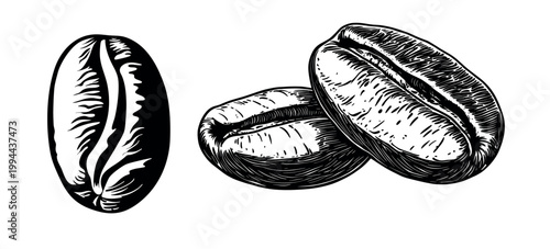 Detailed coffee bean illustrations vector set
