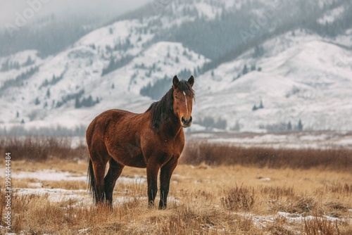 horse in winter