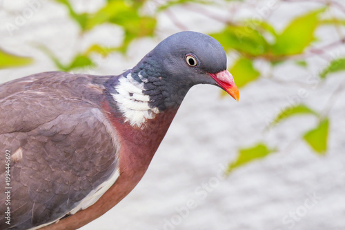 Ringeltaube im Garten