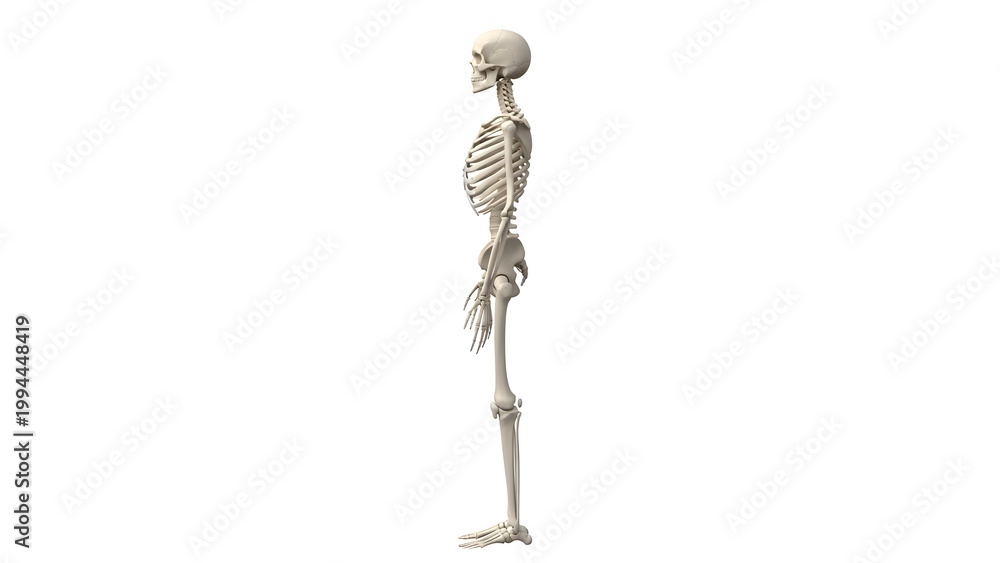 Fototapeta premium A detailed illustration of a standing human skeleton viewed from the side