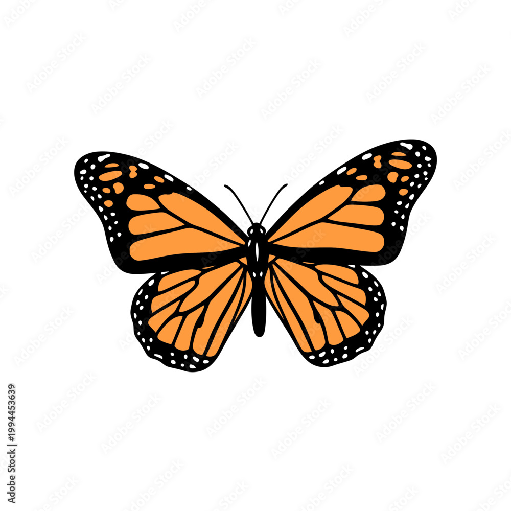 Fototapeta premium Monarch Butterfly Vector Illustration Isolated on White