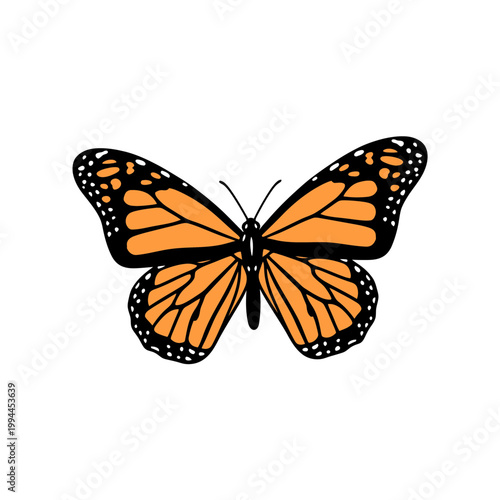 Monarch Butterfly Vector Illustration Isolated on White