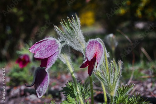 sasanki na polu kwiatowym w geosferze, geosfera, 