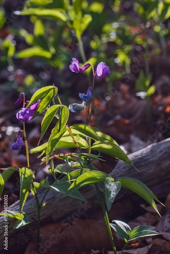 Dziki groszek rosnacy w lesie