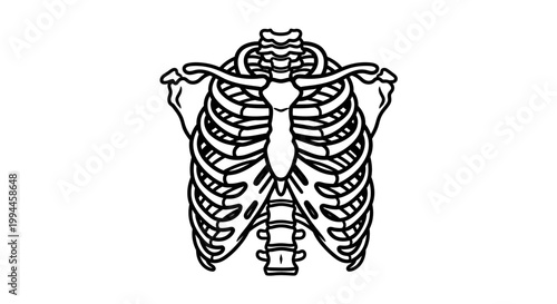 Detailed illustration of a human rib cage in a medical and scientific context