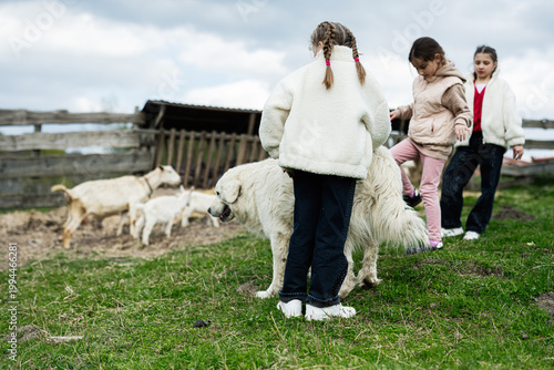 Children playing with a large white farm dog among goats on a rural family farm in cool overcast weather