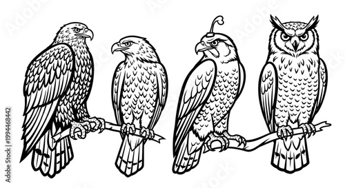 Line art illustrations of various birds of prey perched on branches