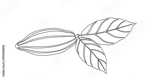 Minimalist Outline Cocoa Pod with Leaves - Hand-drawn Sketch Style