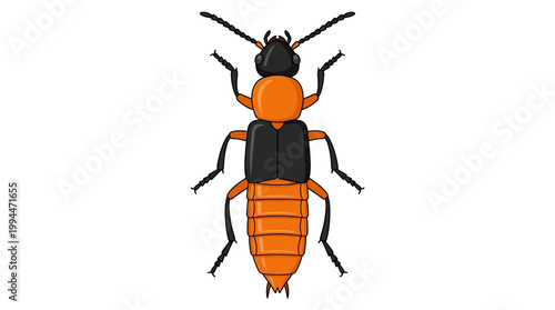 Paederus Beetle Top View Icon with Outline Vector