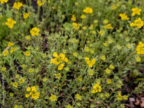 Photos Blooming bright yellow Alyssum saxatile (Basket of Gold) groundcover and honey p