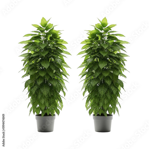 Two potted snake plants growing indoors side by side