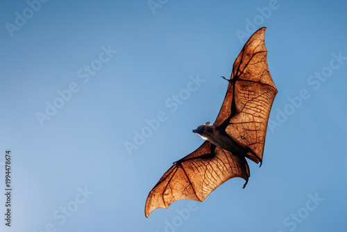 Backlit bat in flight against clear blue sky, wings fully extended with visible vein structure, dramatic lighting highlights texture and anatomy, capturing motion, wildlife behavior, bat in action