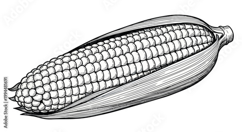 Hand-drawn Corn Cob Illustration - Vintage Style Botanical Art