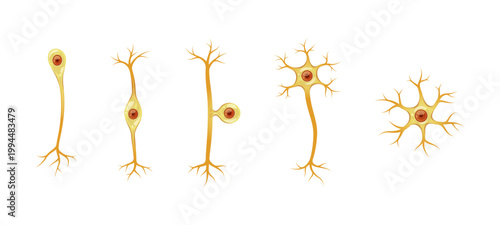 Different types of neurons vector isolated on white background.