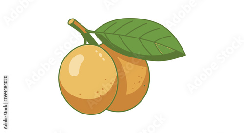 Two Oranges with Green Leaf Stem.