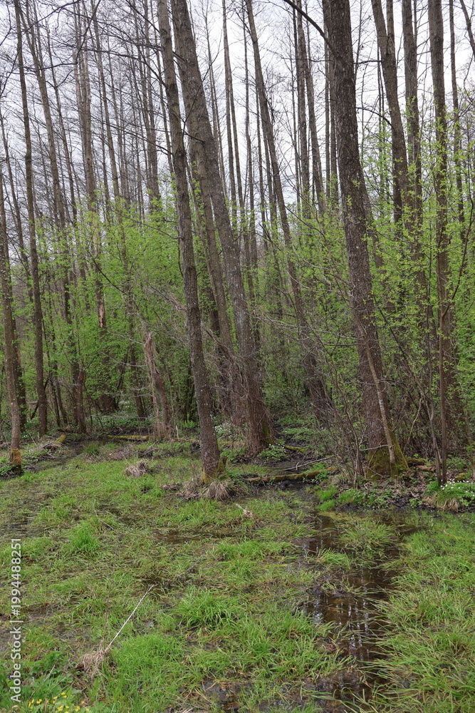 Obraz premium Forest landscape in Białowieża National Park with tall trees, dense greenery and natural light. Peaceful wild woodland, untouched nature, summer scenery and protected ancient forest environment. swamp