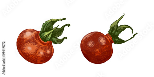 Hand drawn vintage sketch of rosehip berries set with different shapes in colored engraving style botanical illustration