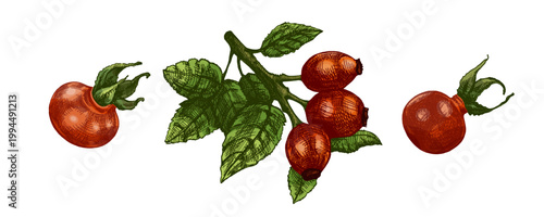 Hand drawn vintage sketch of rosehip berries and branch set in colored engraving style botanical illustration