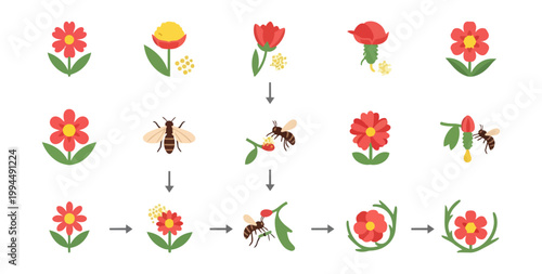 Floral illustration of pollination process and bloom cycle on black background