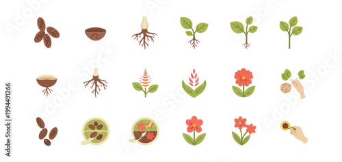 Plant growth stages seedling development vector illustration