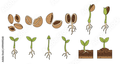 Seed germination stages illustration against black background