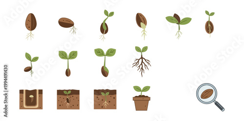 Seed germination stages illustration against black background