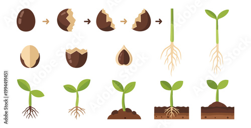 Seed germination stages illustration against black background