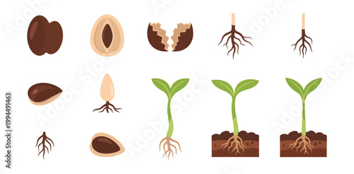 Plant growth stages diagram vector illustration on black background
