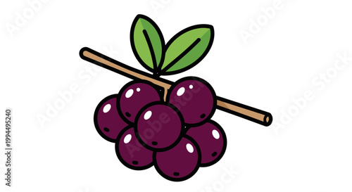 Cluster of purple berries on stem.