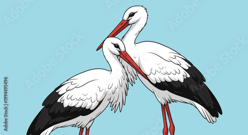 Two White Storks Standing Together.
