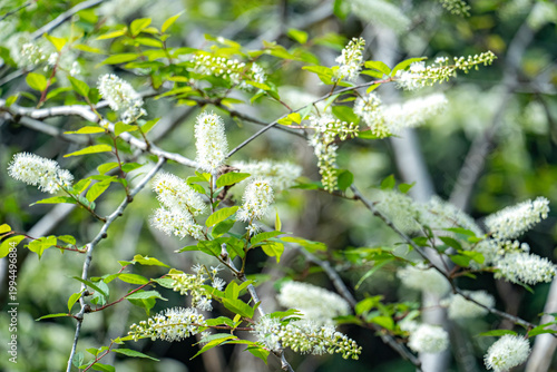 上溝桜の白い花