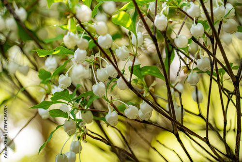 ドウダンツツジの白い花