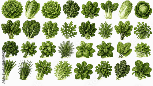 Leafy Greens Pack. Fresh Salad Greens Collection