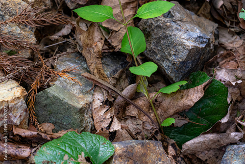 山にいたカナヘビ